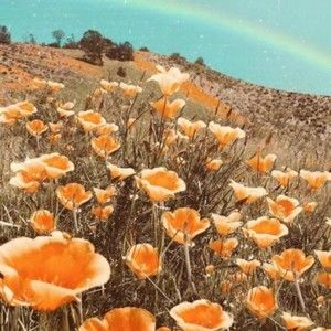 Meet your Posher, Cachepomduamuoi